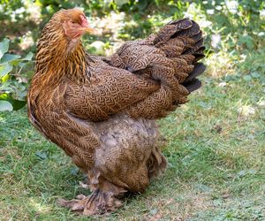 Brahma kuropatwiana