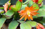 Kaktus wielkanocny, Rhipsalidopsis gaertneri