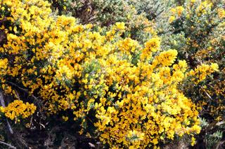 Genista hispanica - kiedy ją można przesadzić [Porada eksperta]