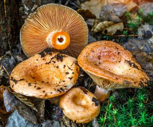 Rydz jadalny czy trujący krewniak? Kolor mleczka da odpowiedź