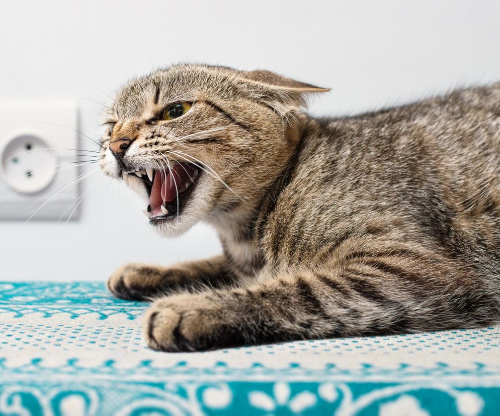 Nie zapomnij zaszczepić pupila. Kolejny przypadek wścieklizny