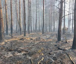 Pożar w lesie w Lubuskiem. Interweniowały służby