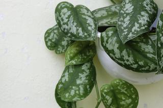 3 rośliny nie do zabicia. Zdjęcia