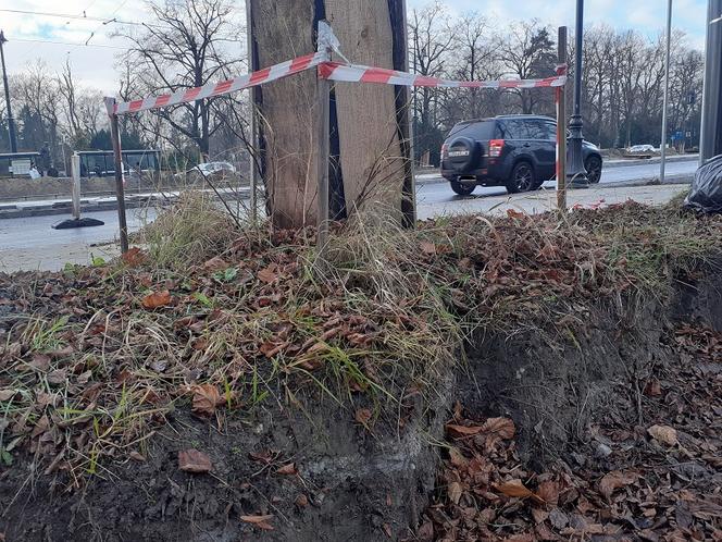 Lipy wzdłuż Alei św.Jana Pawła II w Toruniu