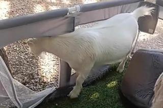 Saszka i Hubert w areszcie