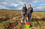 Samozbiory pomidorów na plantacji w Niewirkowie cieszą się powodzeniem