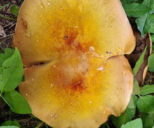 Grzyb wielki jak warszawska Patelnia! Ponury imieniem, wspaniały wyglądem