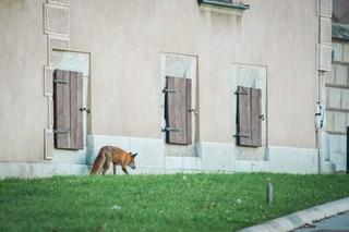Niezwykły gość na Wawelu
