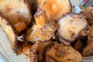 Gdzie zbierać rydze w Małopolsce w październiku? Zapytaliśmy grzybiarzy