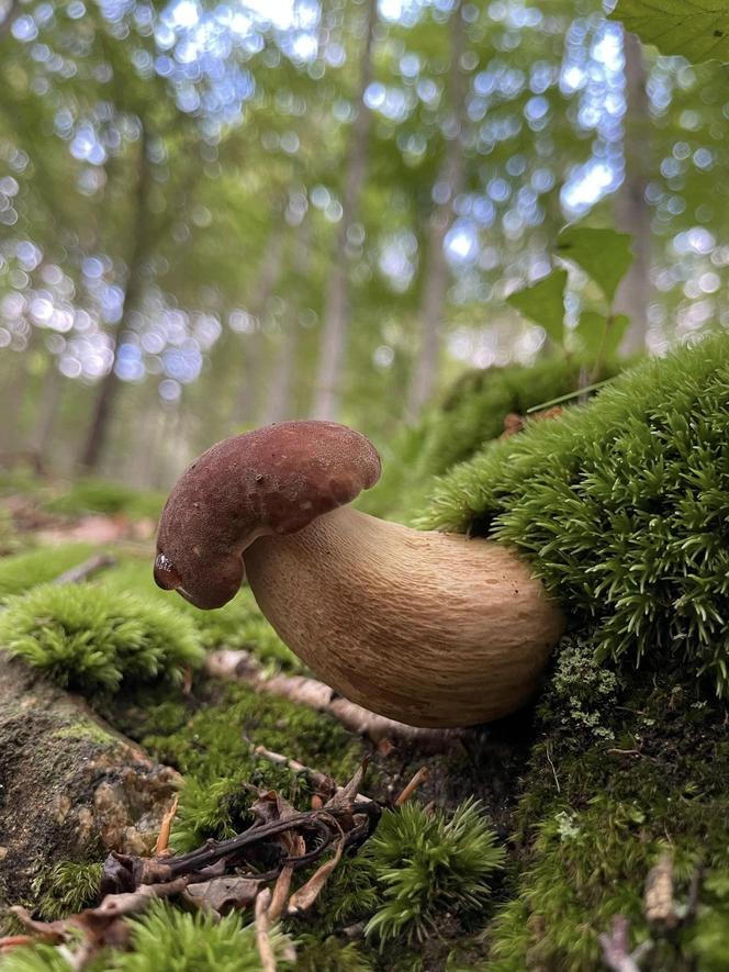 Grzybowe eldorado po deszczu na Dolnym Śląsku.  Są kolorowe borowiki i mnóstwo kurek 