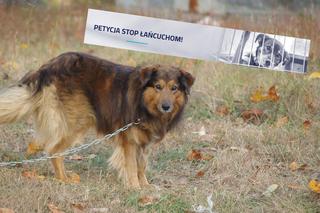 Trzymanie psów na łańcuchach. Petycja OTOZ Stop Łańcuchom