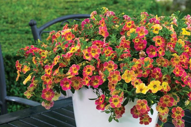 Calibrachoa Chameleon Sunshine Berry