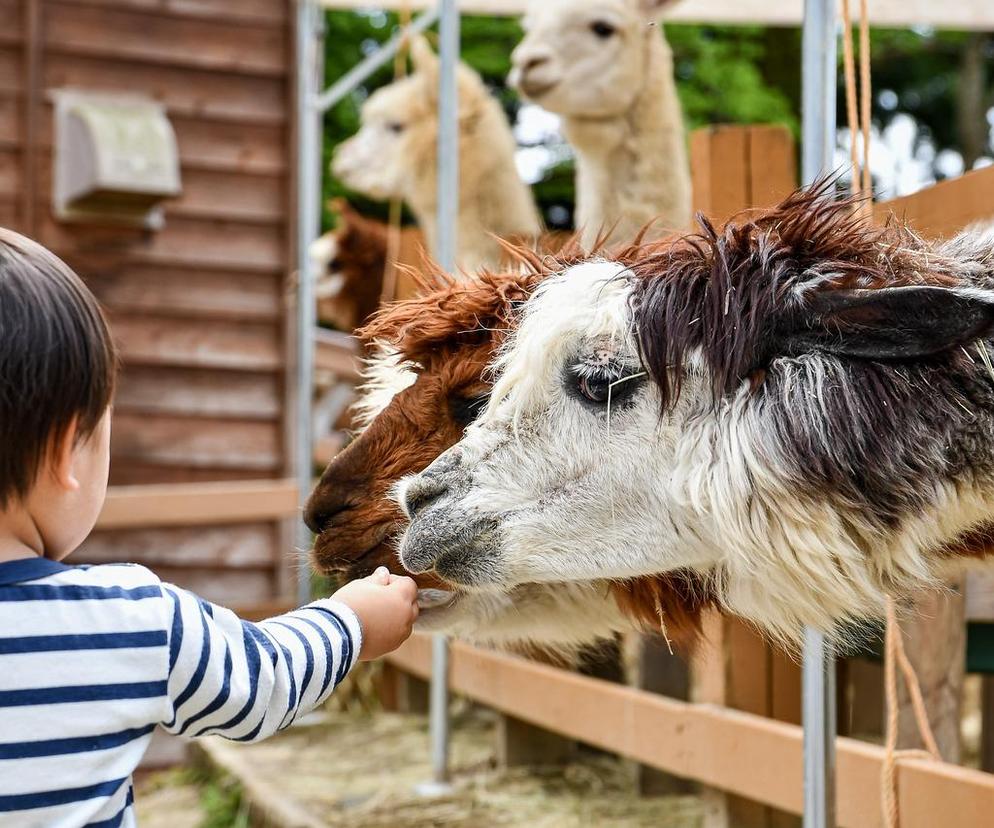 Dinozaur jak żywy i dwie hale pełne zwierząt. Zbliża się Zoopark