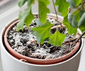 Włóż kilka do doniczki, a pozbędziesz się pleśni z doniczki. W kilka godzin usuwa biały nalot i sprawia, że ziemia znów jest ciemna i żyzna. Jak się pozbyć pleśni z doniczek?