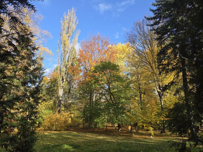Jesień w Ogrodzie Botanicznym UKW. To ostatnia szansa na spacer wśród złotych liści!