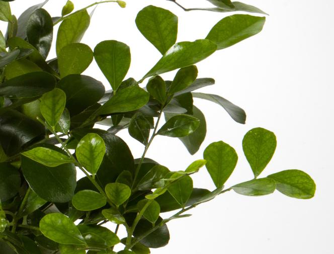Murraja wiechowata - Murraya paniculata