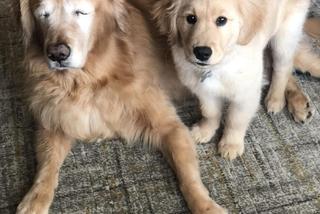 Pies ma psa przewodnika