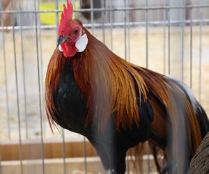 ZooPark ponownie przyciągnął do Targów Lublin tłumy miłośników zwierząt
