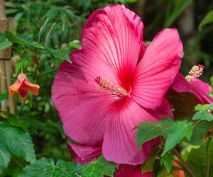 Hibiskus bagienny