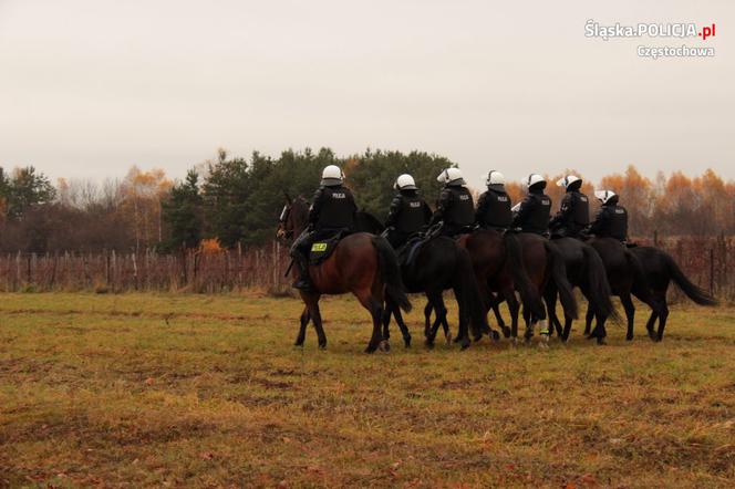 Konie służbowe śląskiej policji przeszły szkolenie. Musiały wytrzymać odgłosy wystrzałów czy ujadanie psów