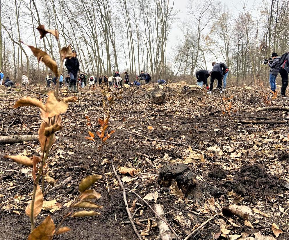 Posadzili prawie 3 tysiące drzew w Krakowie. Zniszczone uroczysko wraca do życia