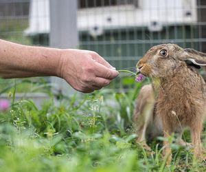 Leśne Pogotowie w Mikołowie ratuje dzikie zwierzęta 