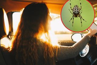 W samochodzie zauważyła pająka. Tak się wystraszyła, że spowodowała wypadek 