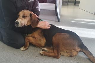 Ofiara zoofila trafiła pod opiekę wolontariuszy