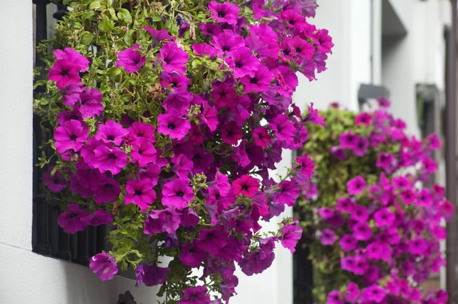 Petunia