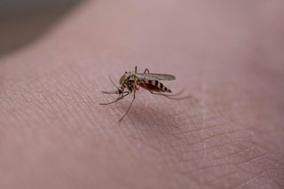 Chiny walczą z wirusem czikungunia. Odnotowano 5 tys. przypadków zachorowań. USA szykują ostrzeżenia dla podróżnych