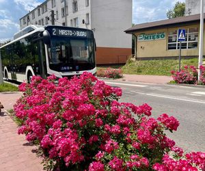 Starachowice. To najbardziej ukwiecone miasto świętokrzyskiego