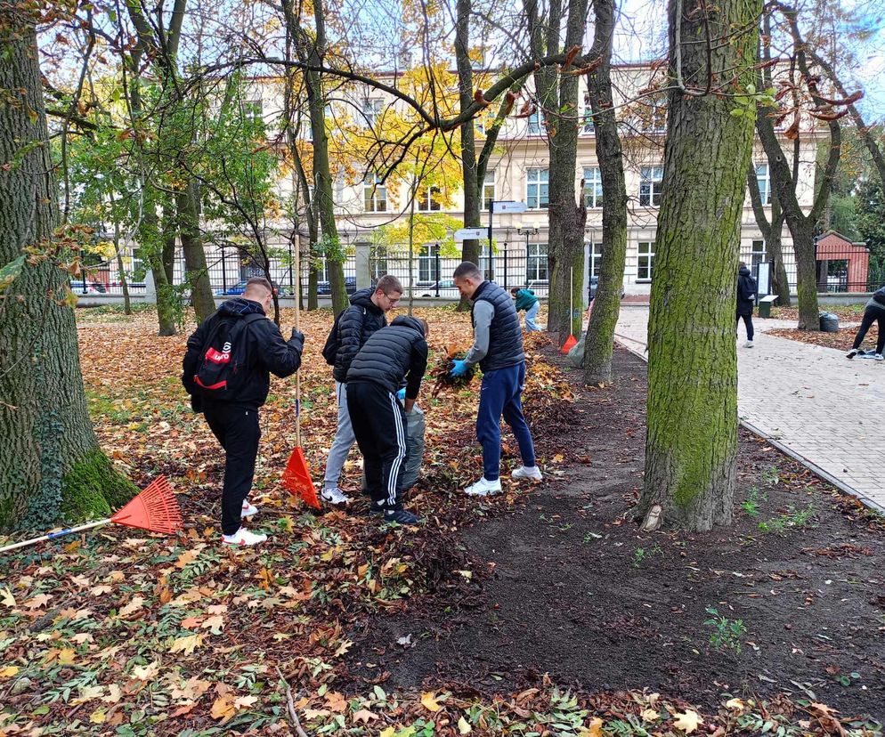 Akcja ratowania siedleckich kasztanowców w Aleksandrii potrwa przez kilka dni, do piątku 18 października włącznie.