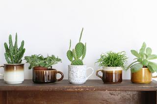 Kaktusy w mieszkaniach – idealne rośliny dla zapominalskich!