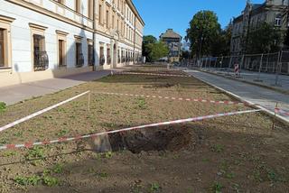 Nasadzenia drzew przy ulicy Piłsudskiego