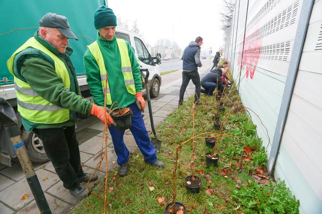 Zgierska będzie zielona! Pojawi się tam 600 sztuk pnączy