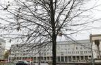 Warszawa zazielenia betonowy plac. Drzewami z Niemiec. Po 14 tys. zł za sztukę 