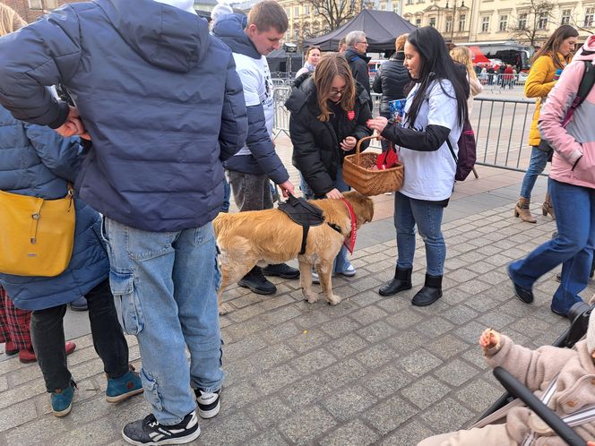 33. Finał WOŚP z grupą krakowskich Golden Retrieverów