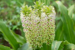 Eukomis - roślina cebulowa o kwiatostanach jak pióropusz!