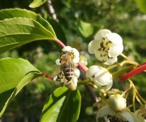 Wyjątkowe owoce rosną pod Bydgoszczą. Wiadomo już, że mini kiwi mają 20 składników odżywczych, a naukowcy nie skończyli liczyć