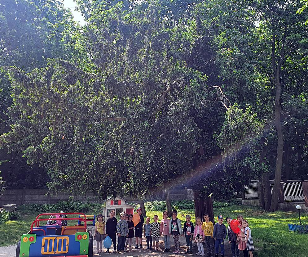 Stuletni cis daje cień bydgoskim przedszkolakom i walczy o tytuł Drzewa Roku 2023
