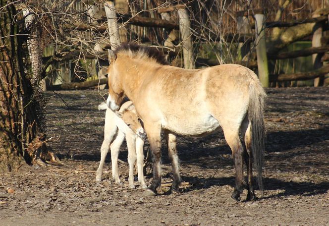  Warszawskie zoo ma nowego mieszkańca. To trzecie dziecko Primy i Larsa