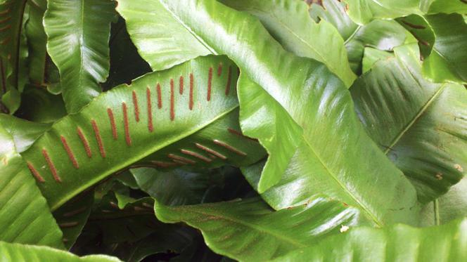 Języcznik zwyczajny - Phyllitis scolopendrium