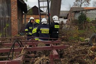 Czarny kot ugrzązł na drzewie w piątek 13