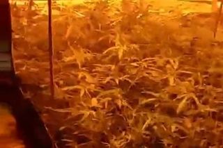 Policja zlikwidowała plantację konopi indyjskich w Jaworznie. Krzaków było naprawdę sporo...