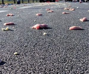 Deszcz mrożonego mięsa na autostradzie A4. Nietypowe skutki kolizji pod Krakowem