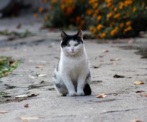 Kot Krzyś z łódzkiej prokuratury znalazł nowy dom. Nie zamieszkał u adwokatów