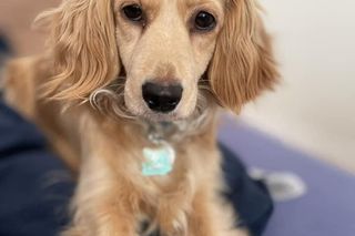 Zwierzaki na dzień zwierząt 2024