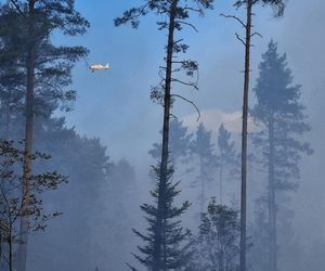 Płonie las w gminie Bliżyn! W akcji straż pożarna i samoloty gaśnicze