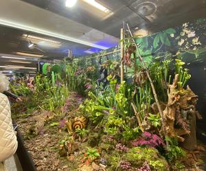 Potworne Cuda, Światowa Wystawa Orchidei, Bonsai i Sukulentów oraz targi roślin na PGE Narodowym