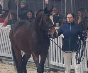 Czempionat Koni Ras Szlachetnych i Pokaz Ogierów Hodowlanych w Radzionkowie